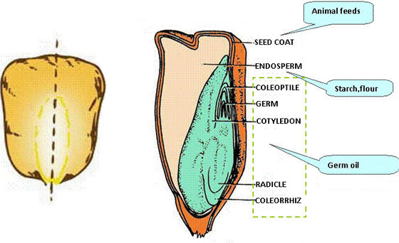inner structure of maize seeds