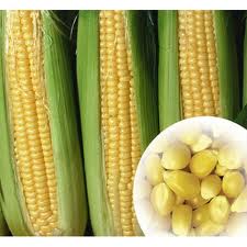 maize-grit-picture